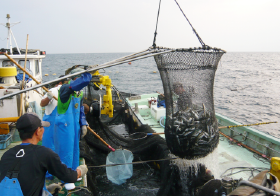 地元の漁の様子